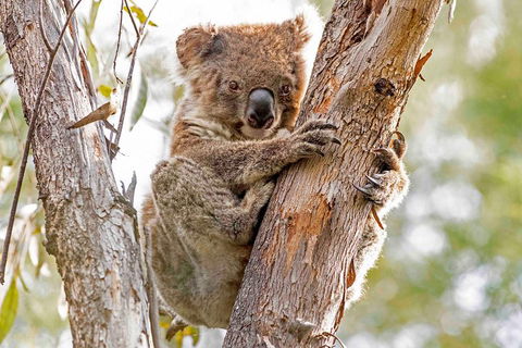 Wild Australian Wildlife 4WD Tour From Sydney - Australia Accommodation 1