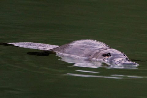 Wild Australian Wildlife 4WD Tour From Sydney - Australia Accommodation 2