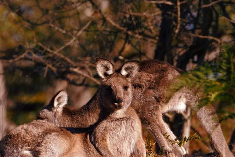 Wild Australian Wildlife 4WD Tour From Sydney - Australia Accommodation 3