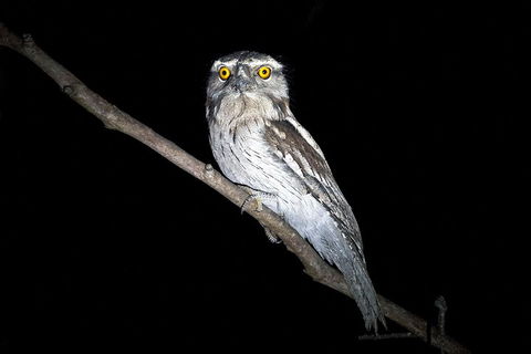 Wild Australian Wildlife 4WD Tour From Sydney - Australia Accommodation 4