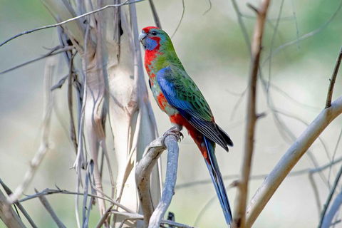 Wild Australian Wildlife 4WD Tour From Sydney - Australia Accommodation 5