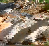 Mornington Peninsula Winery Tours with Cheese Chocolate Tastings from Melbourne - Australia Accommodation