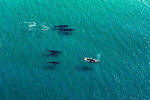 25-30 Minute Newcastle & Macquarie Helicopter Shared Flight - Australia Accommodation 4