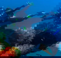 Scuba Dive the S.S. Yongala Wreck on the Great Barrier Reef. - Australia Accommodation