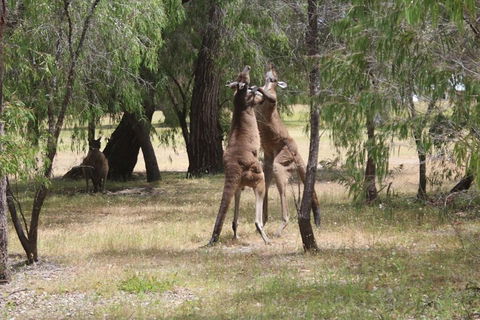 Margaret River Coastal And Wildlife Eco Trip From Busselton Or Dunsborough - Australia Accommodation 1